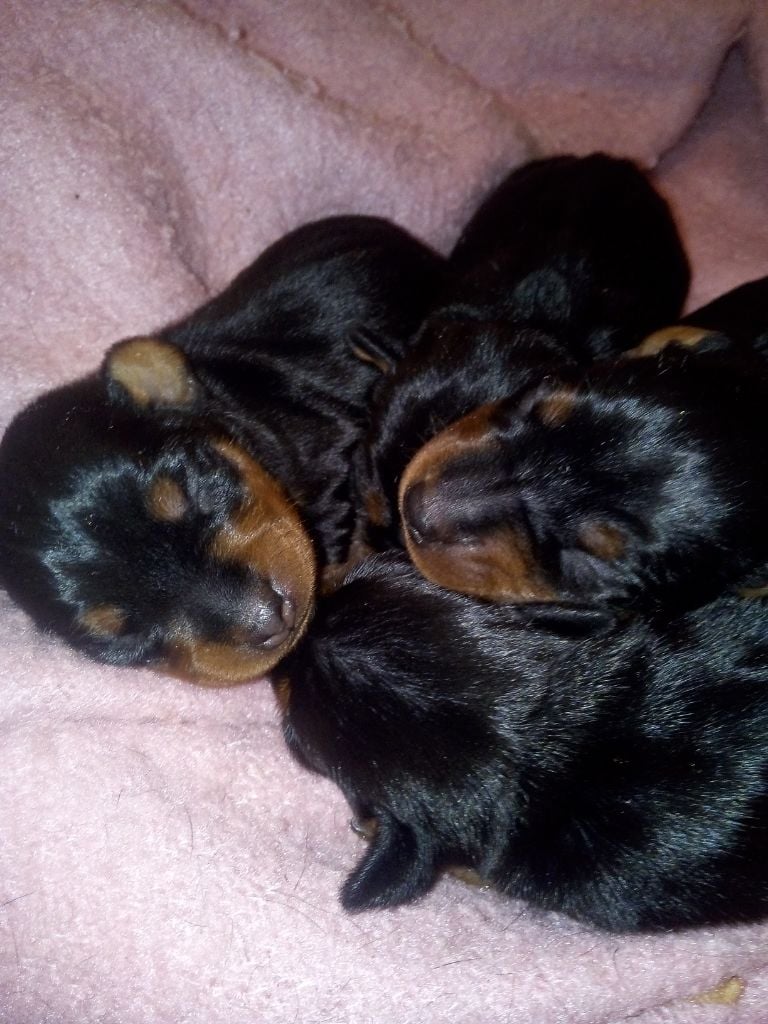 Chiot Pinscher nain Des Trois Sorcières