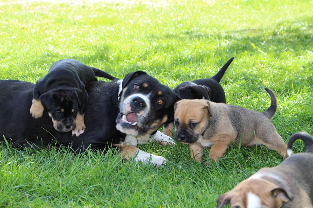 Chiot Dogue de Majorque Des Trois Sorcières