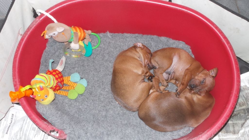 Des Trois Sorcières - Chiots disponibles - Pinscher nain