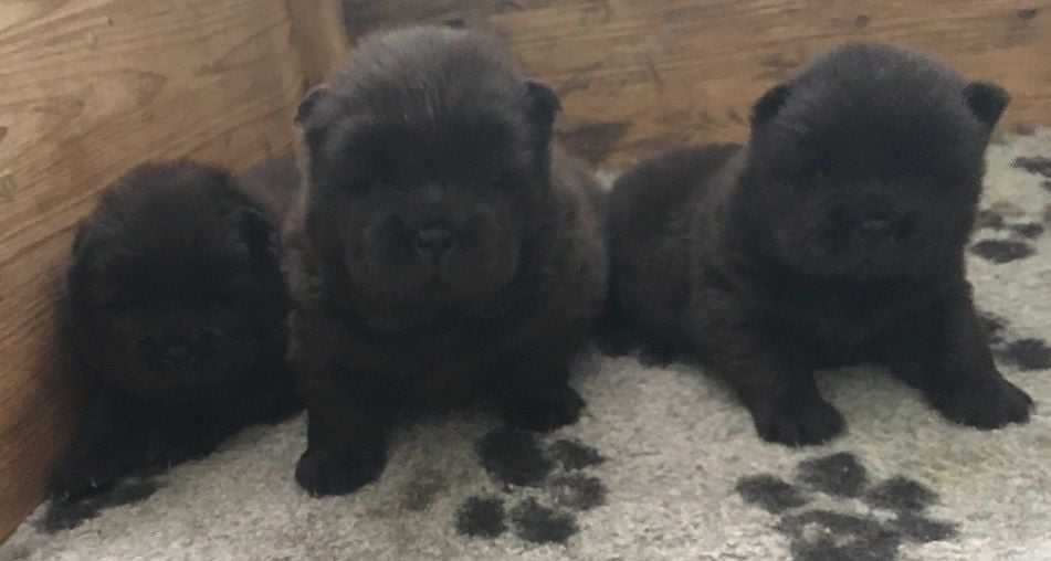 Chiot Chow Chow Des Pousses Pousses De Bambou