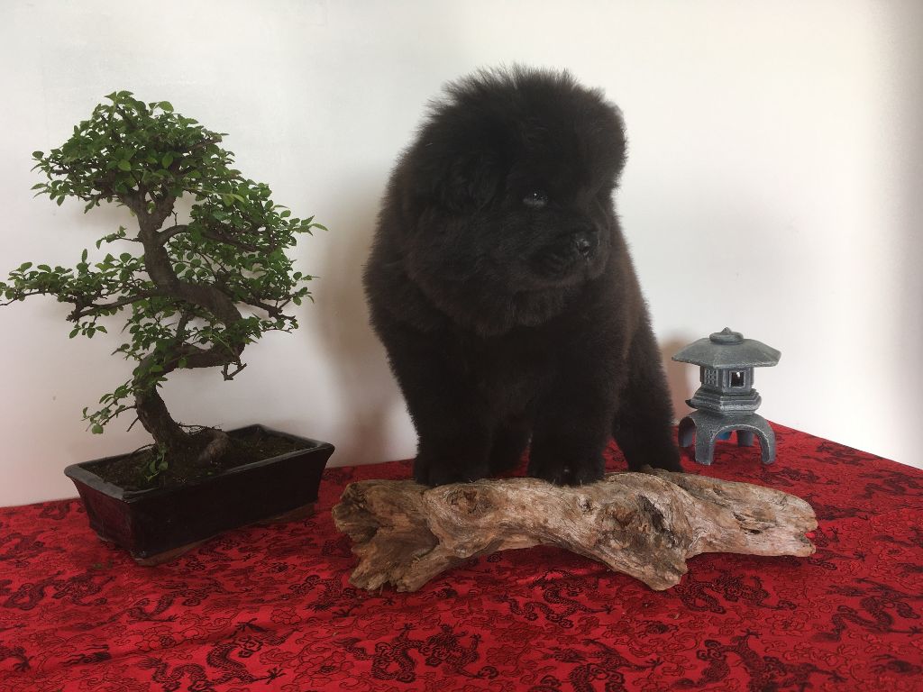 Des Pousses Pousses De Bambou - Chiots disponibles - Chow Chow