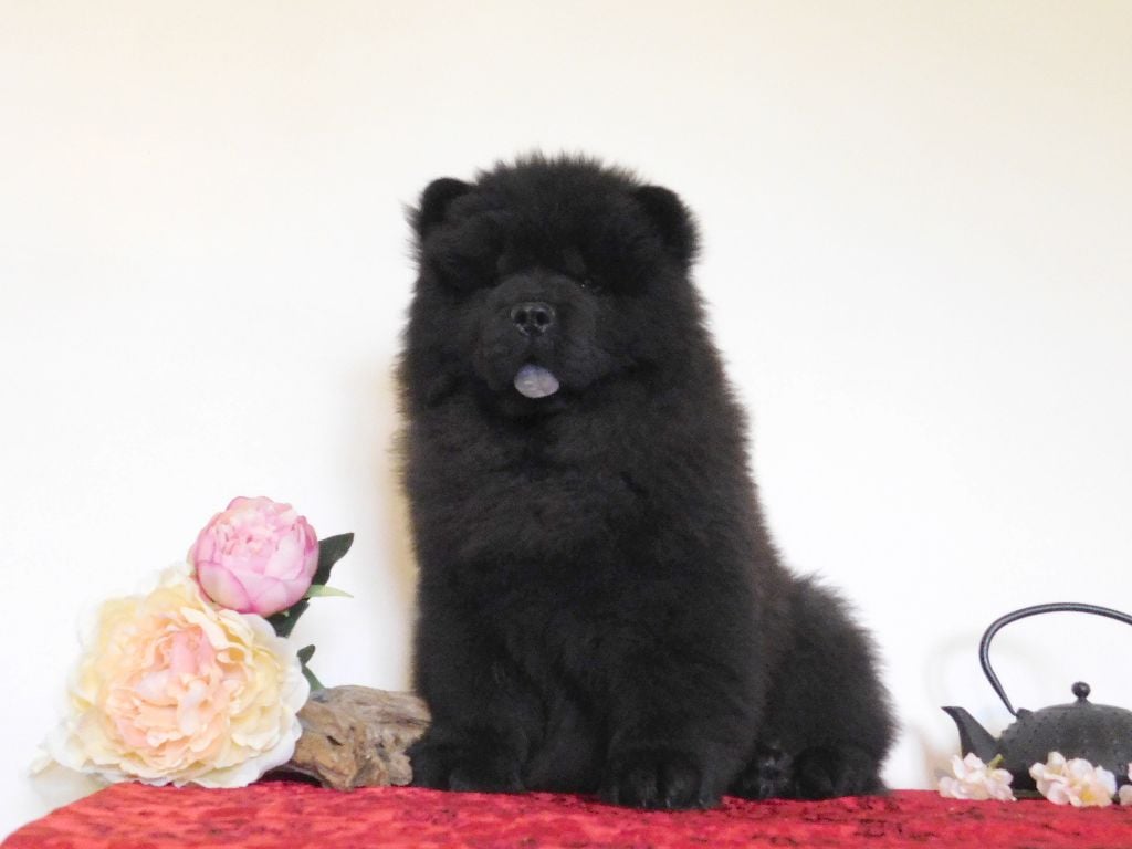 Des Pousses Pousses De Bambou - Chiots disponibles - Chow Chow