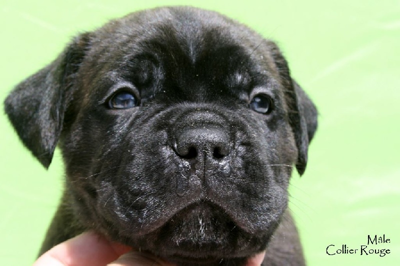 Des Sentinelles D'orion - Cane Corso - Portée née le 06/05/2014