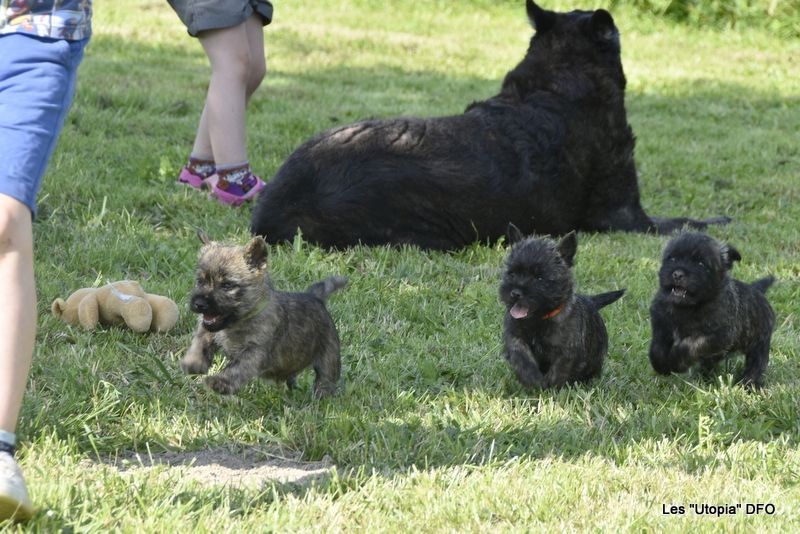 Des Fauves D'orient - Cairn Terrier - Portée née le 03/04/2023