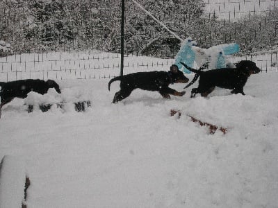 Des Murmures Du Vent - LES CHIOTS ET LEUR PREMIERE NEIGE