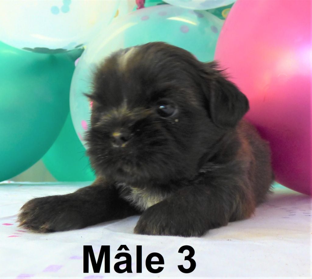 Of The Kind Monsters - Chiots disponibles - Shih Tzu