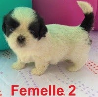 CHIOT Femelle 2