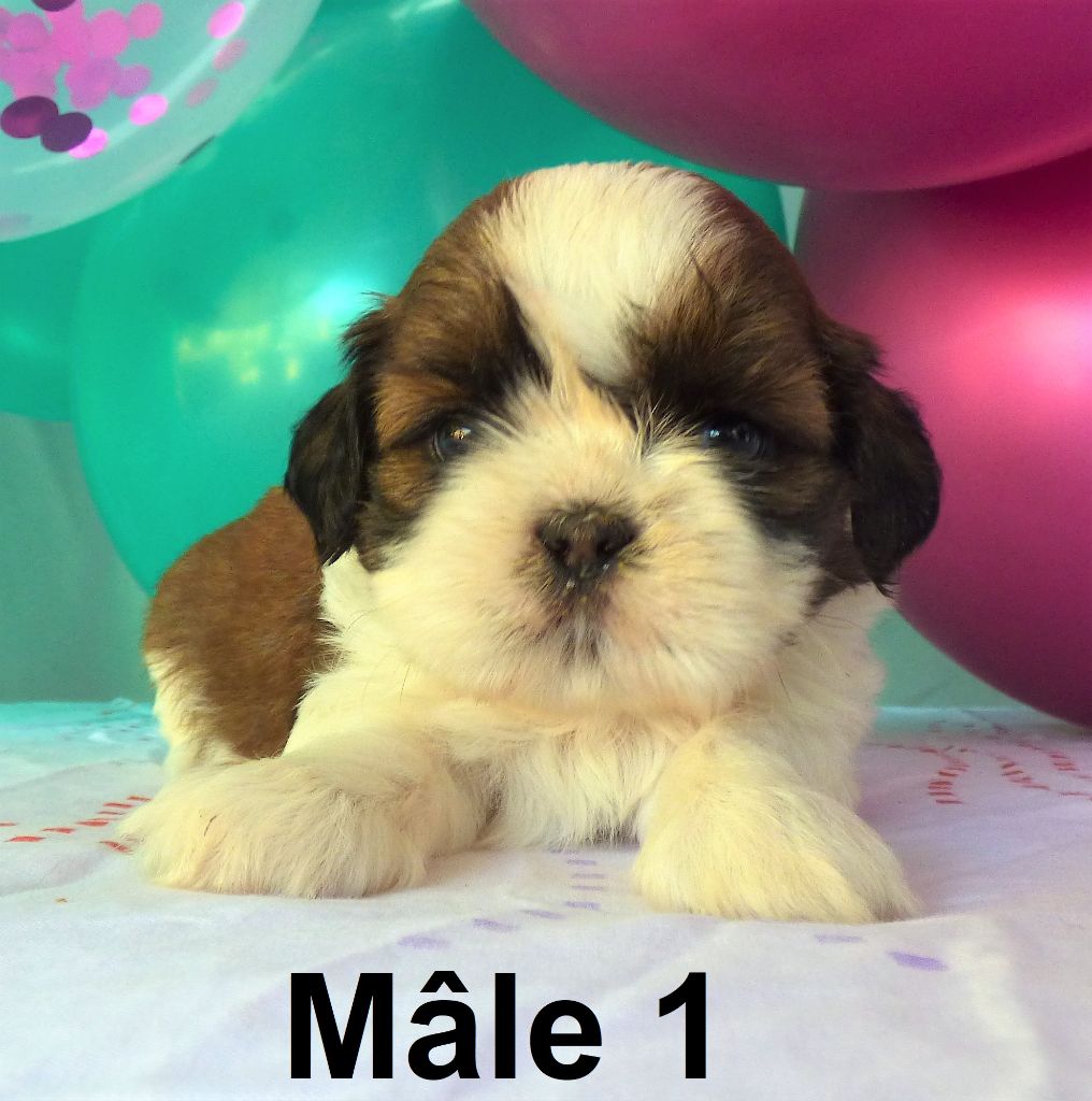 Of The Kind Monsters - Chiots disponibles - Shih Tzu