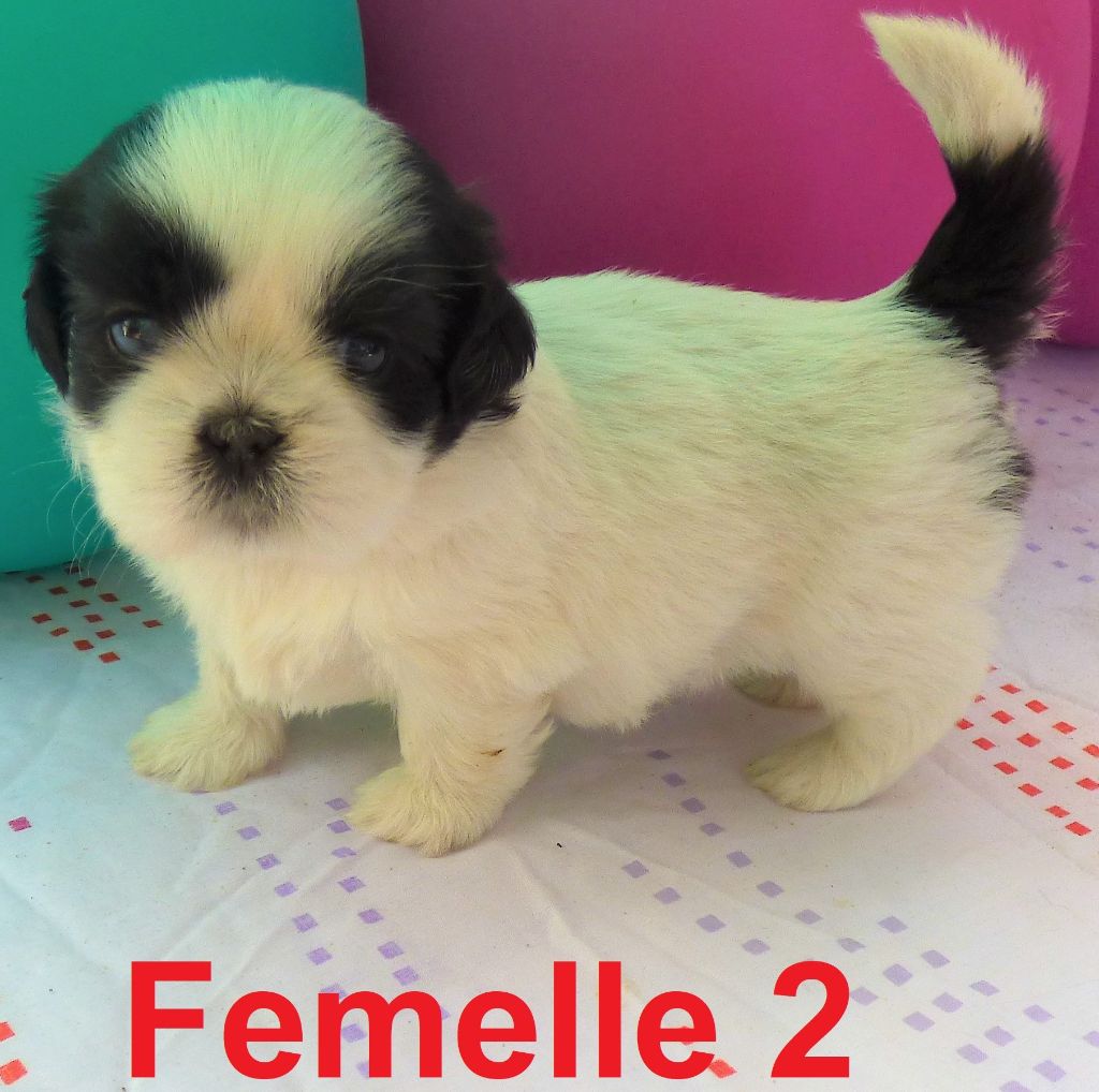 Of The Kind Monsters - Chiots disponibles - Shih Tzu