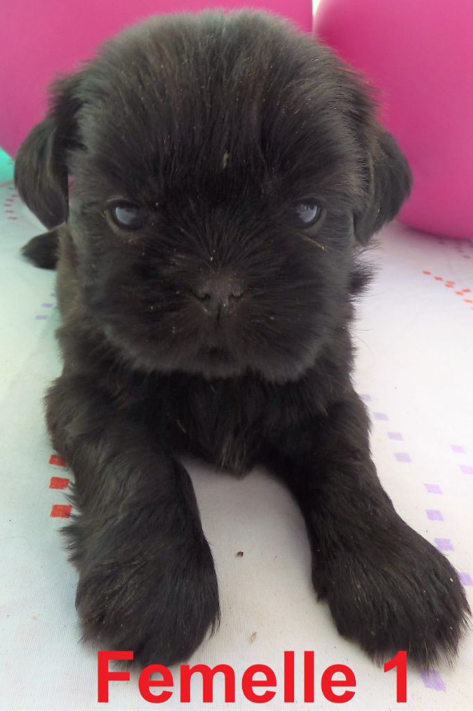 Of The Kind Monsters - Chiots disponibles - Shih Tzu