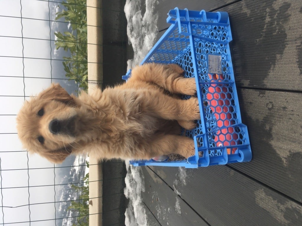 Des Prairies De Belledonne - Golden Retriever - Portée née le 02/12/2017