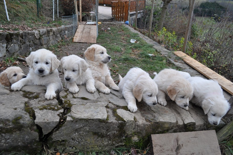 Chiot Golden Retriever Des Prairies De Belledonne