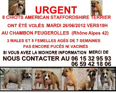 Of Dog's Island -                          URGENT 