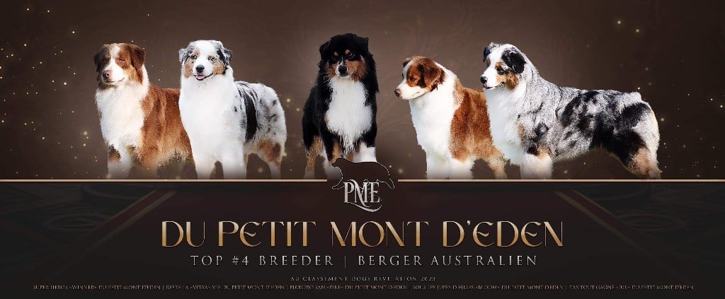 Du Petit Mont D'éden - TOP 4 Breeder de France et TOP 1 des hauts de France  2023