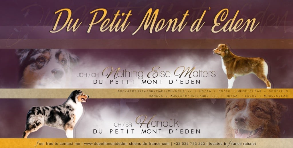 Du Petit Mont D'éden - Berger Australien - Portée née le 22/08/2019