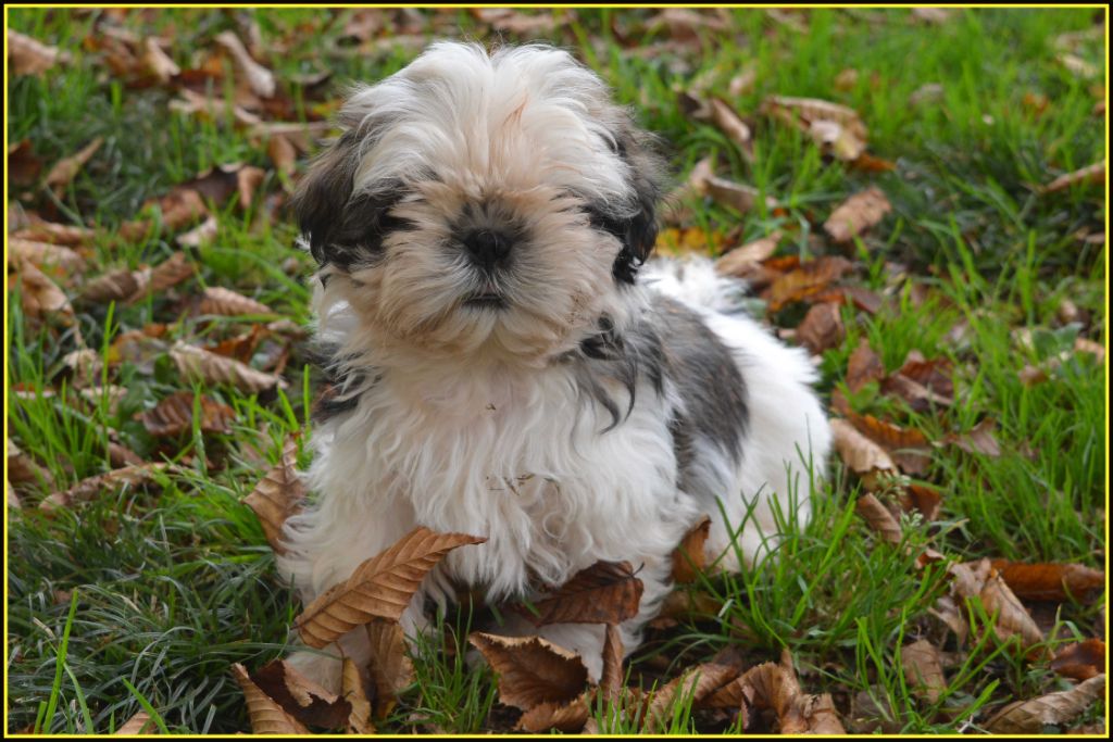 Du Buisson De La Passée - Chiots disponibles - Shih Tzu