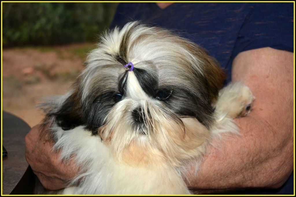 Du Buisson De La Passée - Chiots disponibles - Shih Tzu