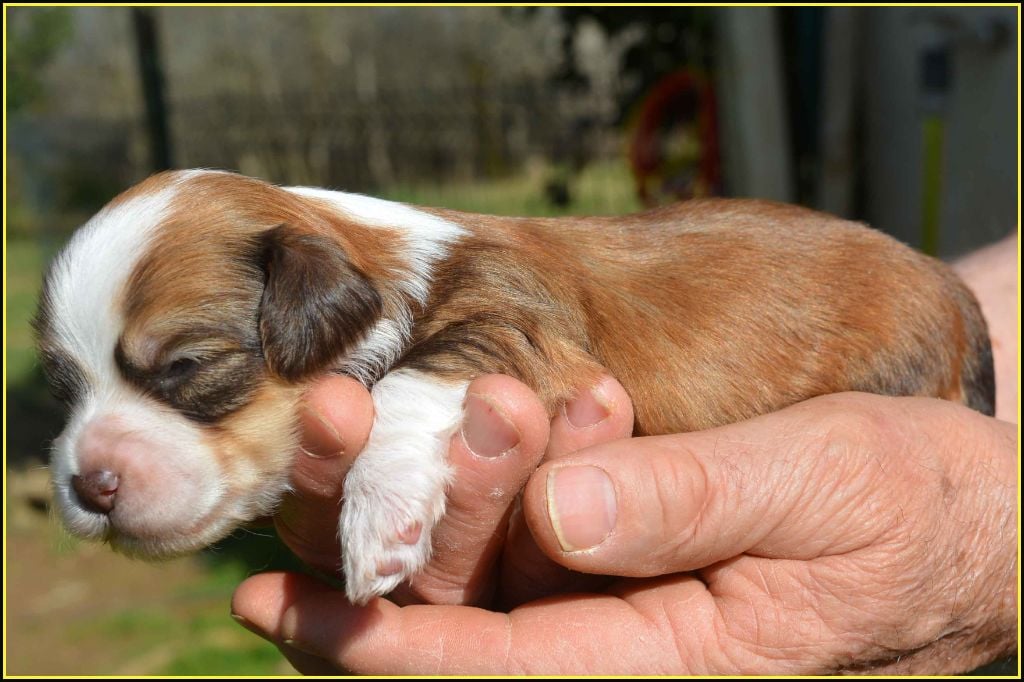 Du Buisson De La Passée - Chiots disponibles - Bichon Havanais