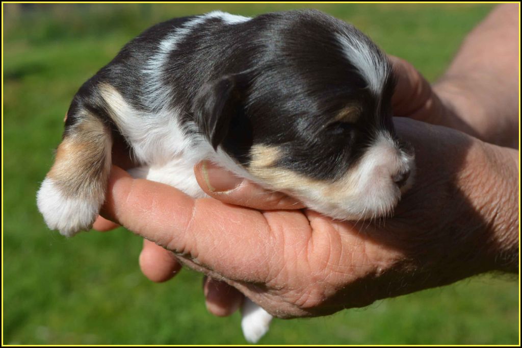 Du Buisson De La Passée - Chiots disponibles - Bichon Havanais