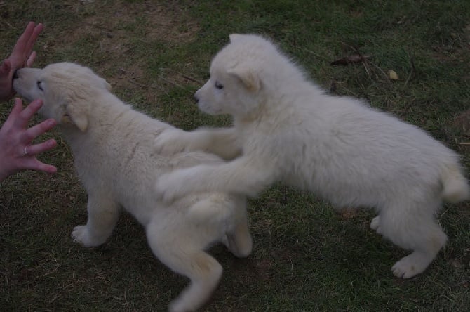 chiots Malamute disponibles ! Gris ou Blancs !!!