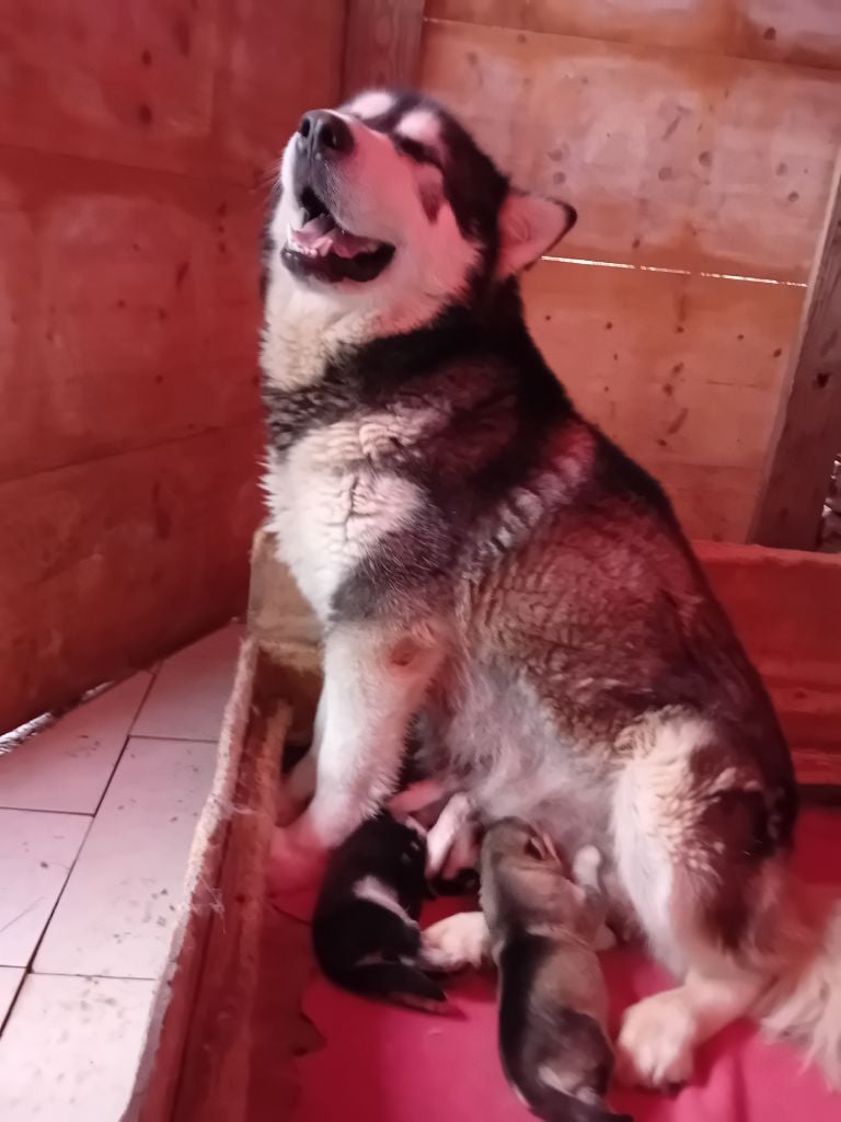 Du domaine d'Era White - Alaskan Malamute - Portée née le 09/04/2024