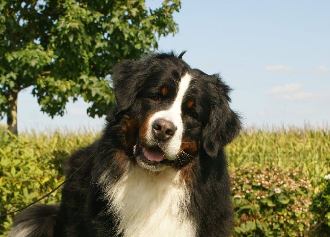 De La Ferme D'uzes - (Edgar) Pixel's Gentleman Cambrioleur !