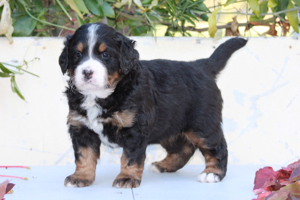 De La Ferme D'uzes -  les petits Chablis et flame 1 mois