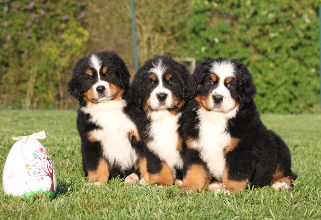 De La Ferme D'uzes -  semaines pour les chiots de Magic !