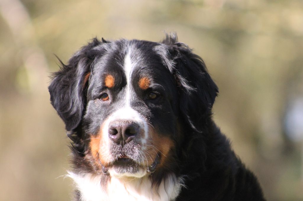 De La Ferme D'uzes - des chiots bientôt ! 