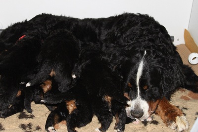 De La Ferme D'uzes - Les bébés de Damiera et Luther ont 2 ans