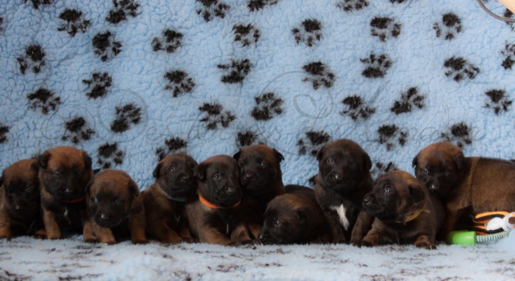 Chiot Berger Belge Des Terres d'Amara