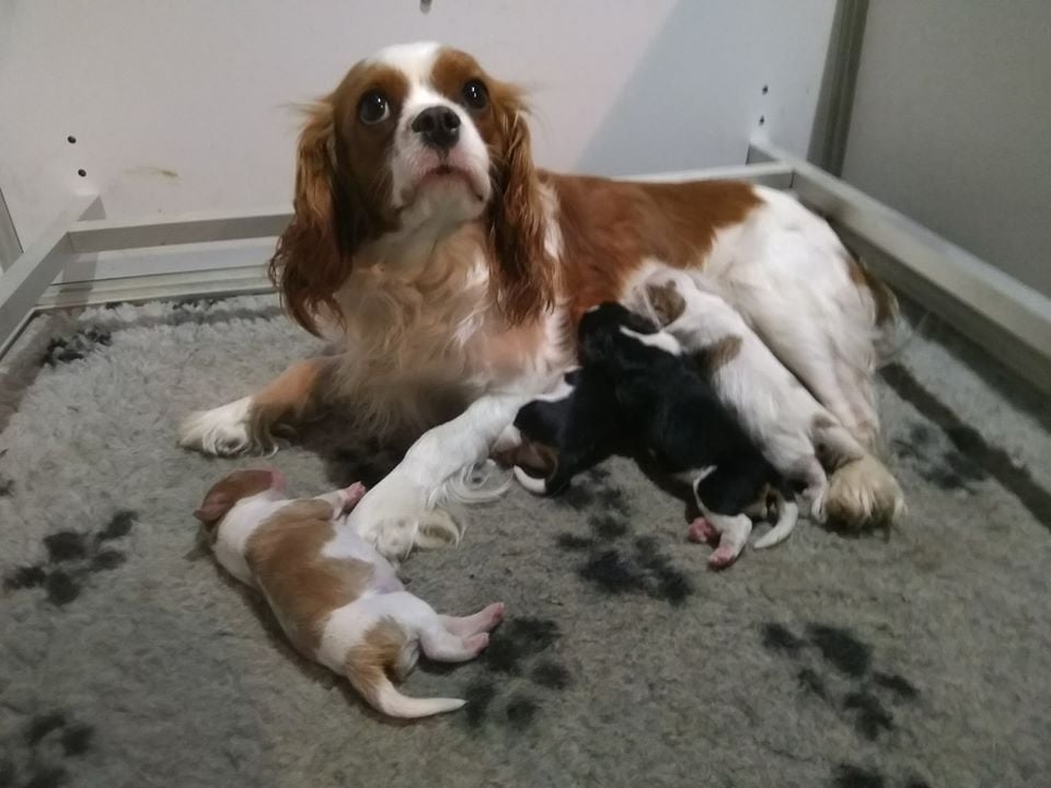 Du Royaume D'hocus Pocus - Cavalier King Charles Spaniel - Portée née le 16/03/2020