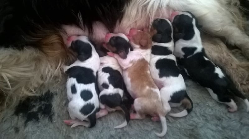 Du Royaume D'hocus Pocus - Cavalier King Charles Spaniel - Portée née le 15/02/2017