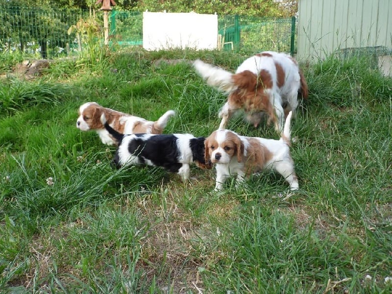 Du Royaume D'hocus Pocus - Cavalier King Charles Spaniel - Portée née le 09/05/2014