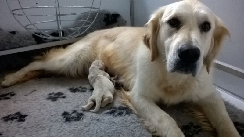 Du Royaume D'hocus Pocus - Golden Retriever - Portée née le 19/09/2016