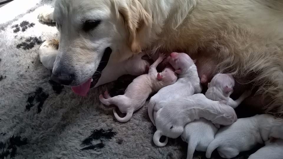 Du Royaume D'hocus Pocus - Golden Retriever - Portée née le 18/06/2017