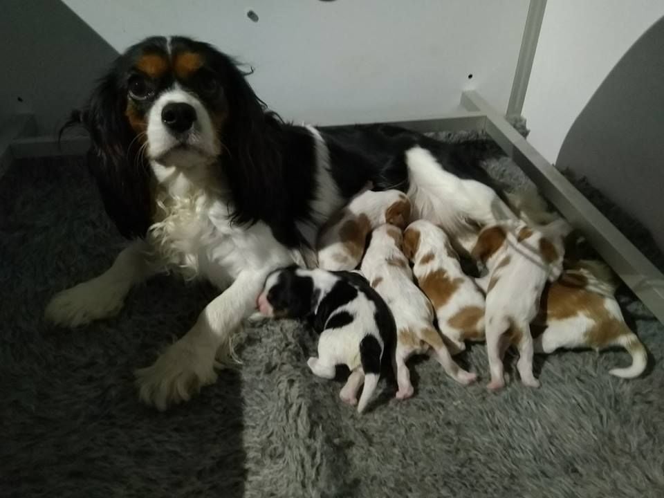 Du Royaume D'hocus Pocus - Cavalier King Charles Spaniel - Portée née le 07/05/2018