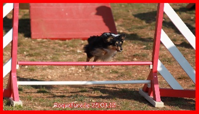 Roquefure 3éme concours d'Agility Féli