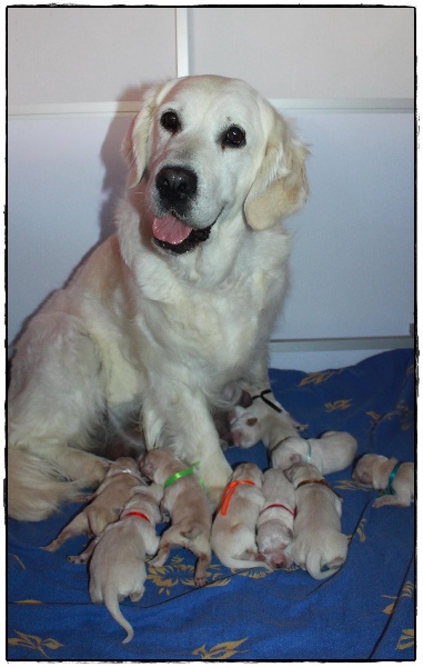 De La Felipeps - Golden Retriever - Portée née le 04/06/2013