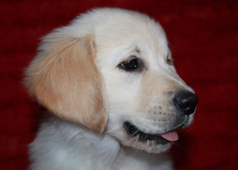 De La Felipeps - Golden Retriever - Portée née le 01/09/2012