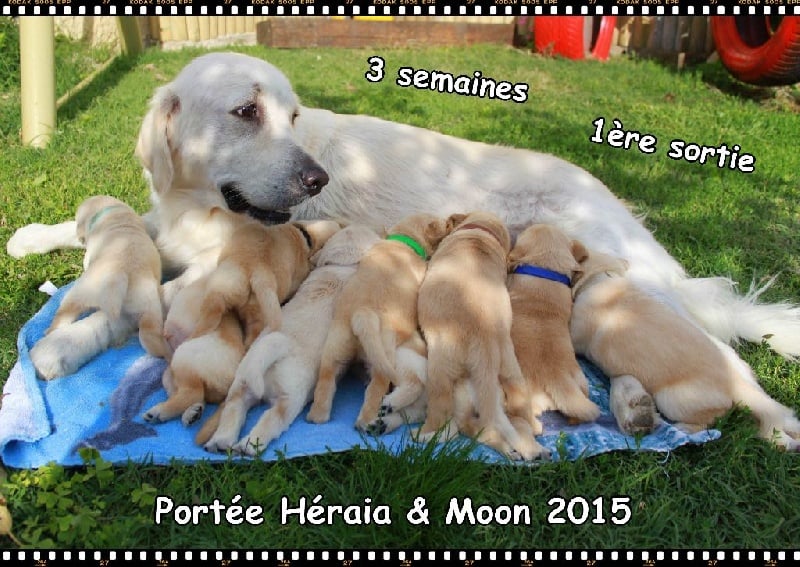 De La Felipeps - Golden Retriever - Portée née le 10/09/2015