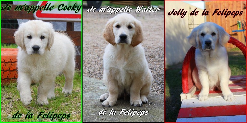 De La Felipeps - Golden Retriever - Portée née le 02/10/2014