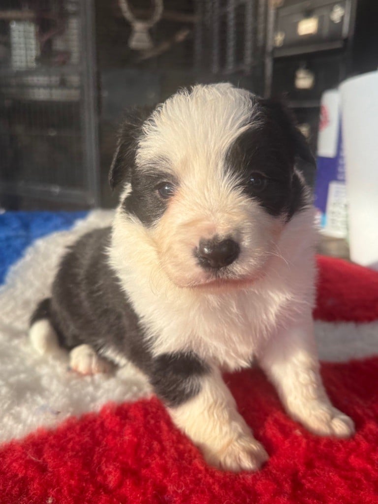 Du Pic De Nore - Chiots disponibles - Border Collie