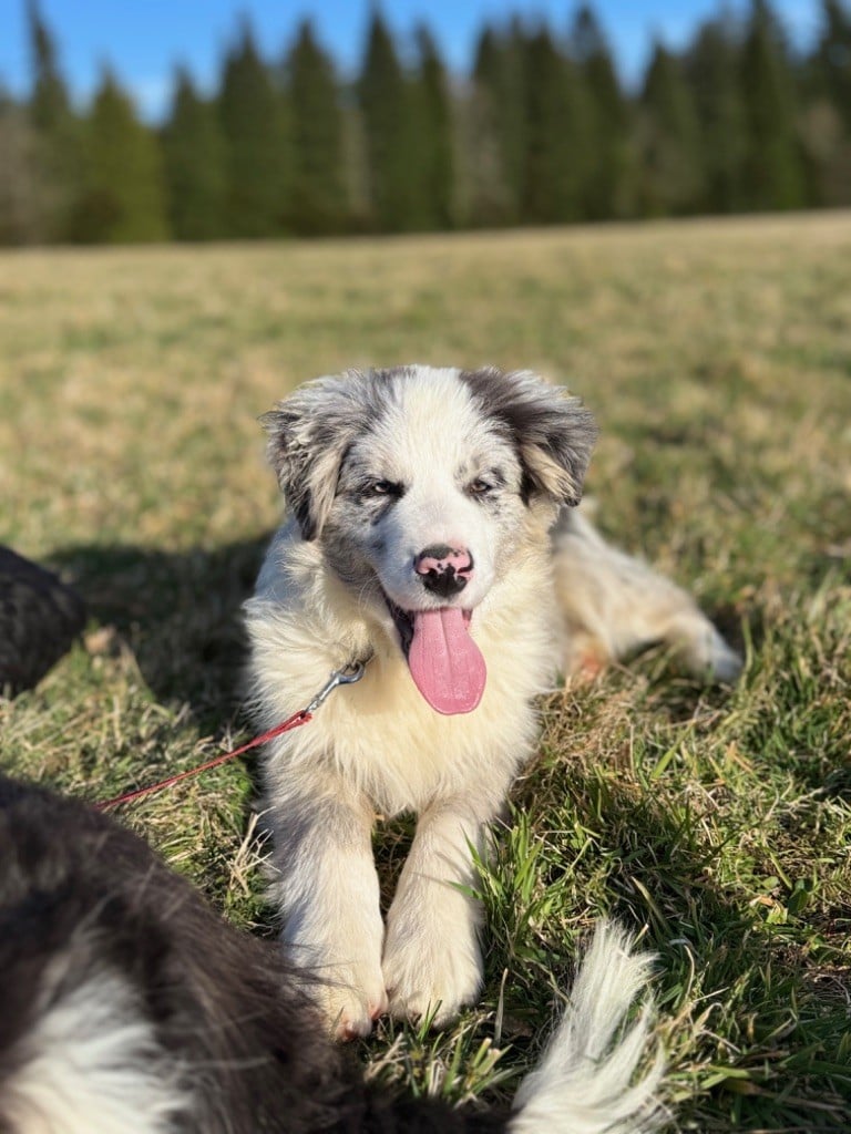 Du Pic De Nore - Chiots disponibles - Border Collie