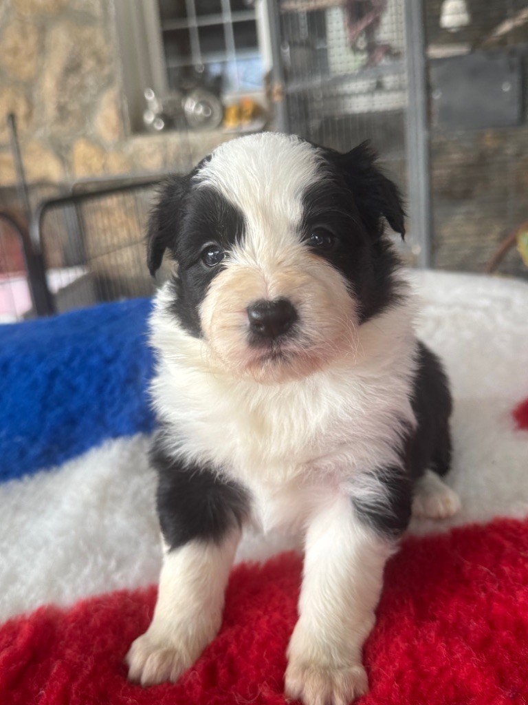 Du Pic De Nore - Chiots disponibles - Border Collie