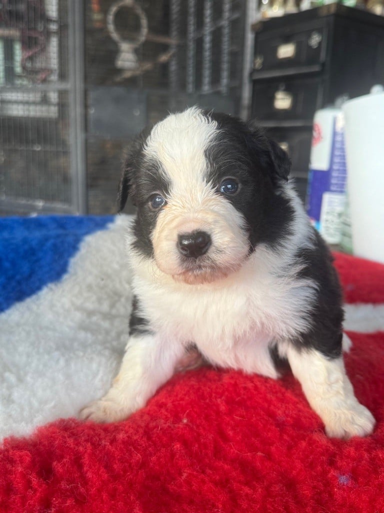 Du Pic De Nore - Chiots disponibles - Border Collie