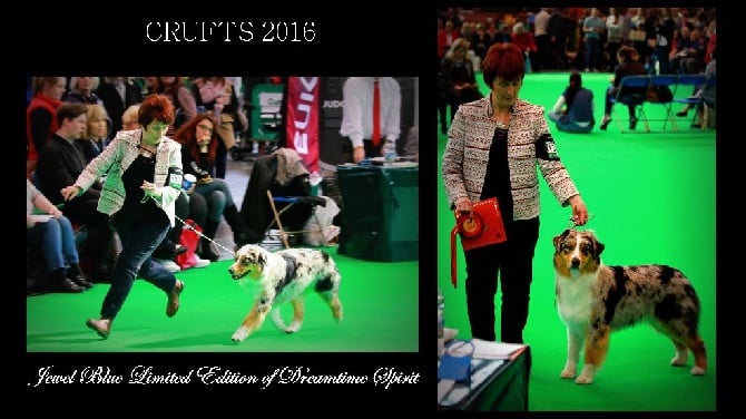 of Dreamtime Spirit - CRUFTS 2016