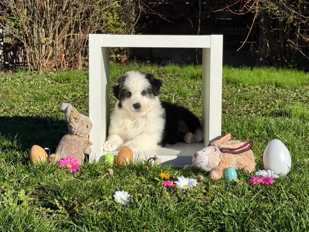 of Dreamtime Spirit - Chiots disponibles - Berger Australien