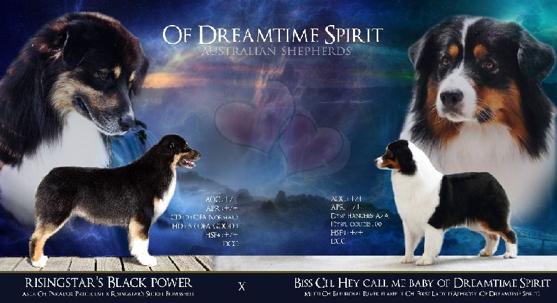 of Dreamtime Spirit - Berger Australien - Portée née le 06/01/2016