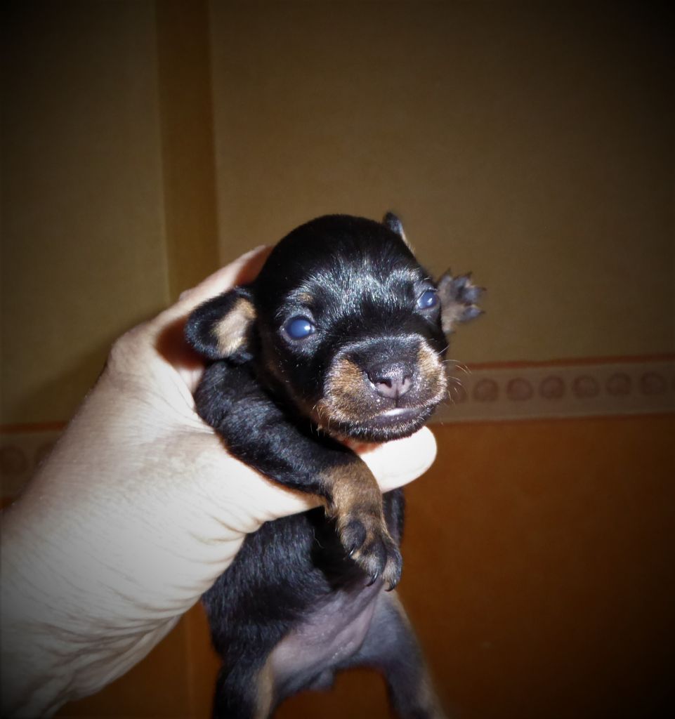 Chiot Russkiy Toy (Petit Chien Russe) By Bidule